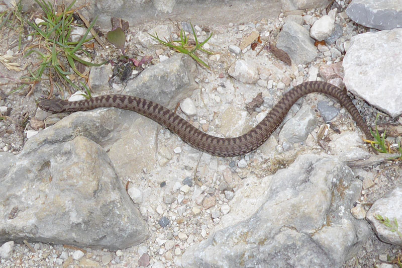 un piccolo di Vipera berus